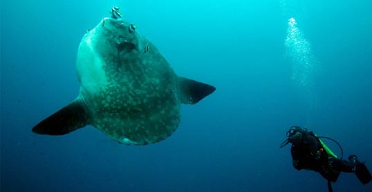 mola-mola-and-diver