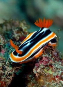 Chromodoris Magnifica