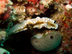 Glossodoris Atromarg