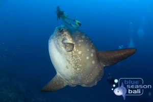 ..., Ocean Sunfish, Mola Mola, Crystal Bay, Nusa Penida, Bali Island, Indonesia, Pacific Ocean