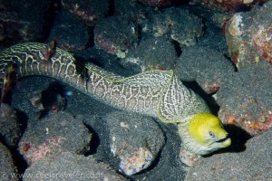 Moray2-Night-dive-S