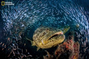 groupers_mm8005_0714_001