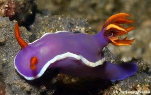 hypselodoris