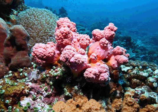 coral reef padang bai bali