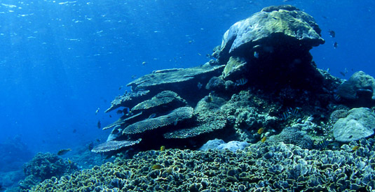 Diving in Amed