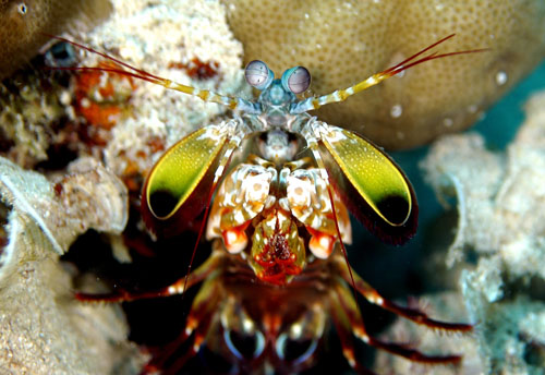 mantis shrimp bali