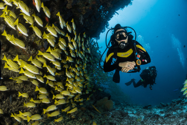 scuba diving with fishes