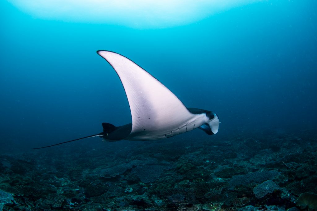 manta rays nusa penida