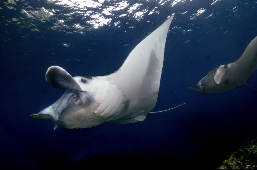 manta rays in Bali, sea creatures or makhluk laut
