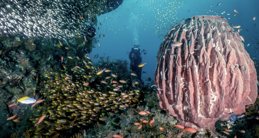 sea creatures and marine life in Bali makhluk laut