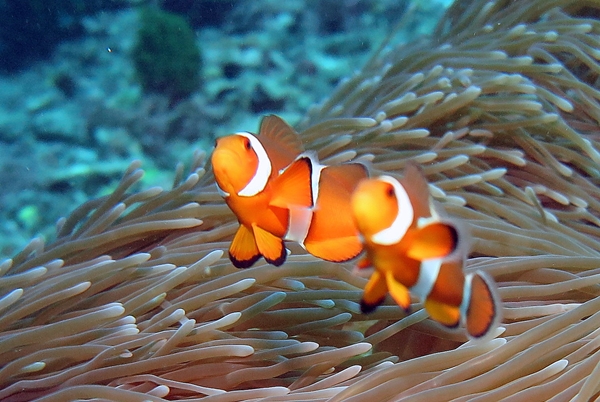 バリのクマノミたち Jp Bali Scuba Diving Padi Diving Course Snorkeling Blue Season Bali