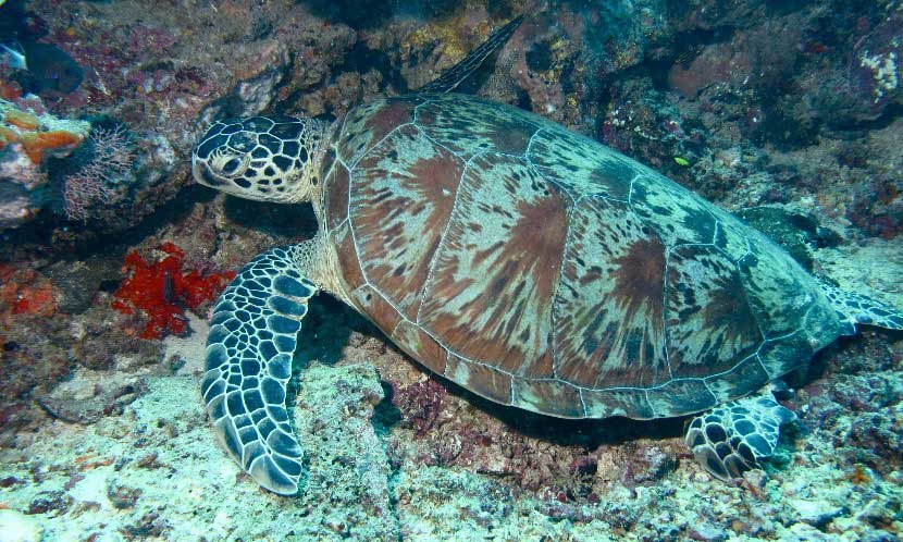 Green Turtle