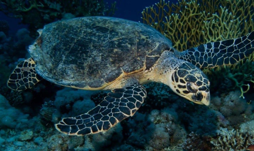 Hawksbill Turtle