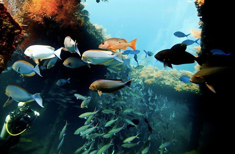 diving bali usat liberty shipwreck