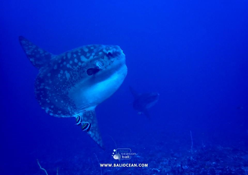 sunfish mola mola