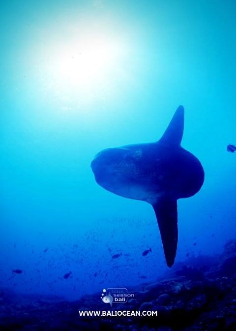 sunfish diving