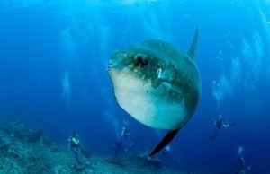 マンボウ