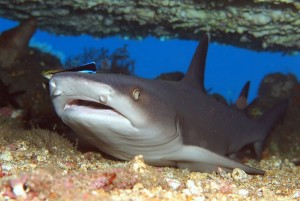 ネムリブカ Whitetip Reef Shark (2)