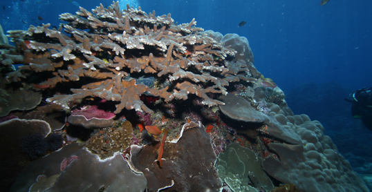 Coral-Nusapenida