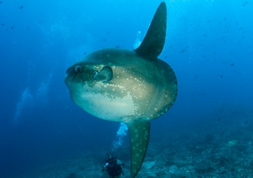 sunfish diving