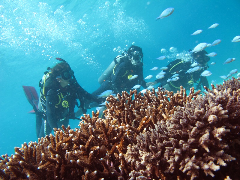 ダイバーとサンゴ