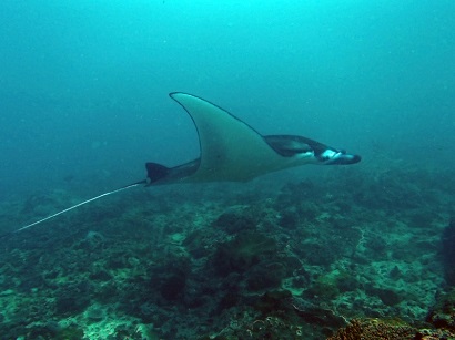 Blue Season Bali's new team member is a Manta Ray!