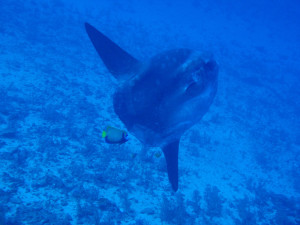 Mola Mola in Bali