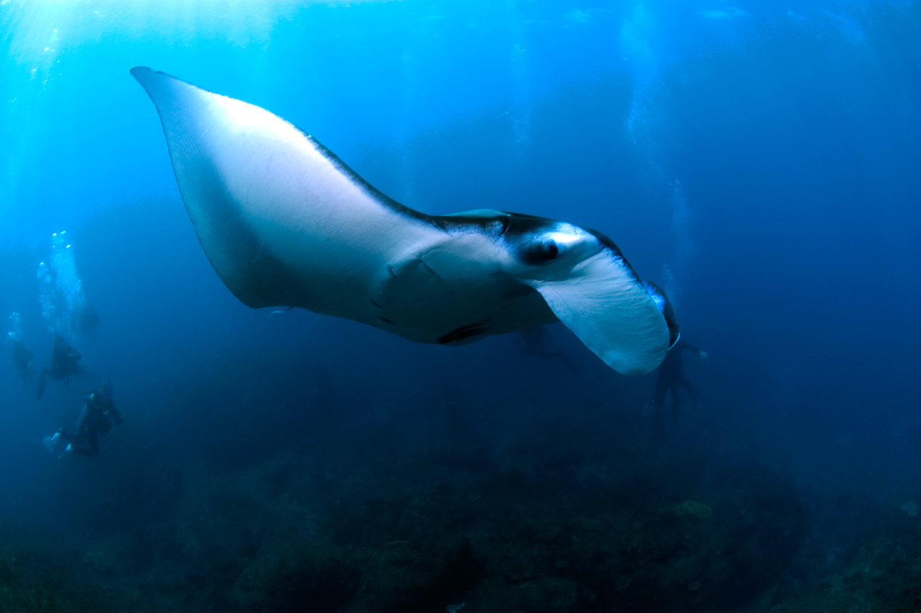manta-large