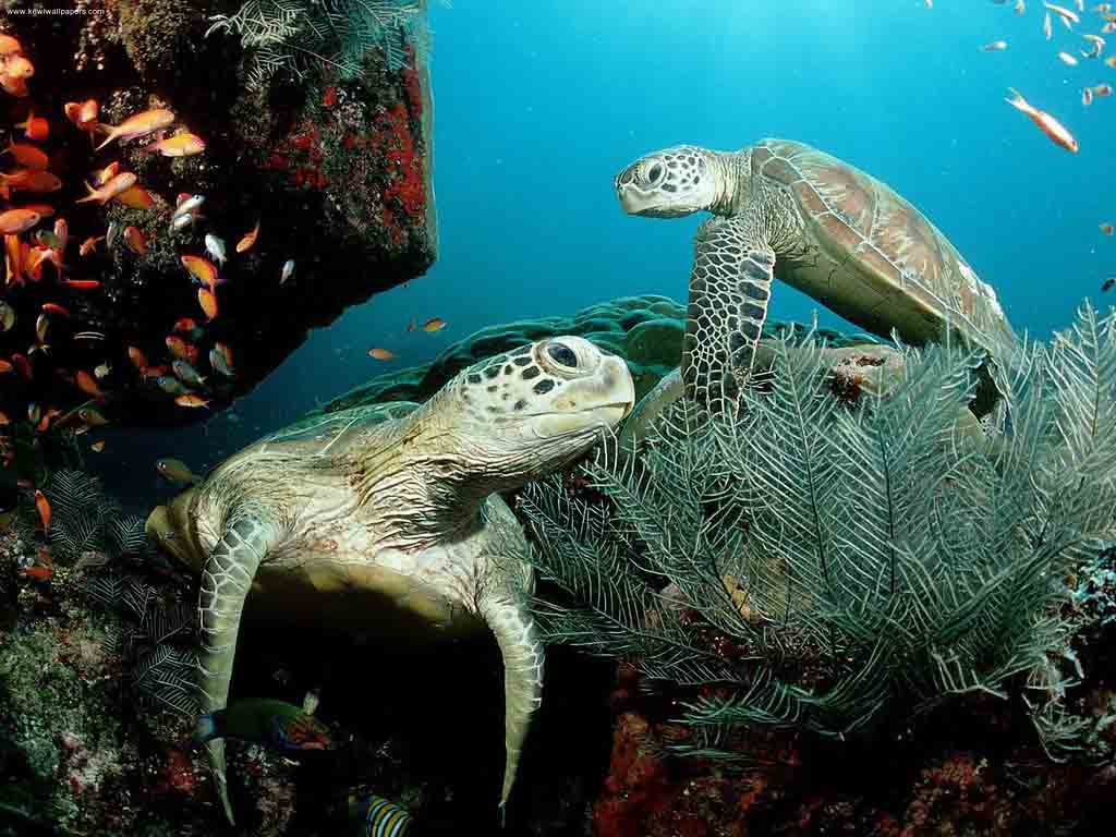 6 Favourites: Sea Animals of Bali | Blue Season Bali