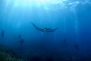 Manta Rays in Bali