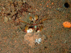 Underwater Camera for diving