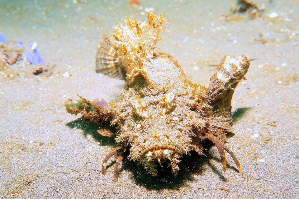 Frog Fish : The Camouflaged Predator.
