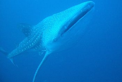 Whale Sharks in Bali