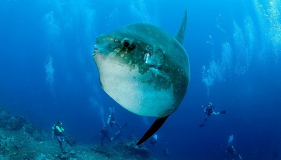 Advanced Open Water Diver in Bali