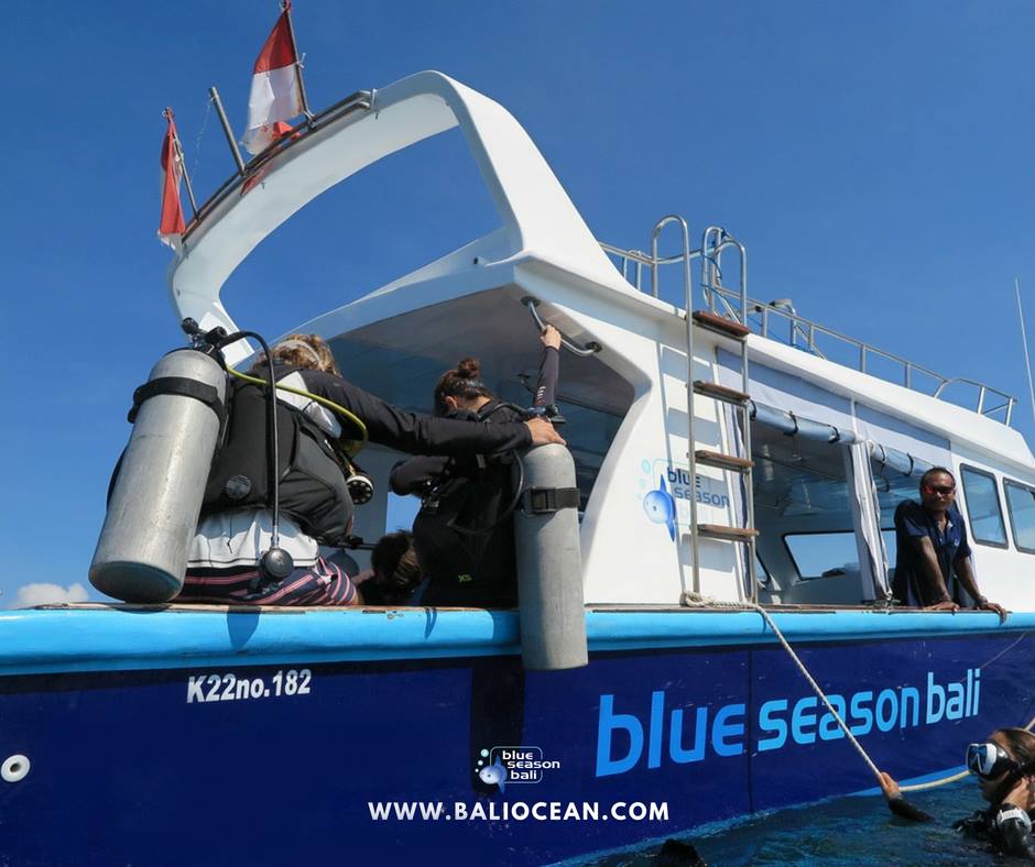 Reasons to Diving in Bali with Blue Season Bali Blue Season Bali