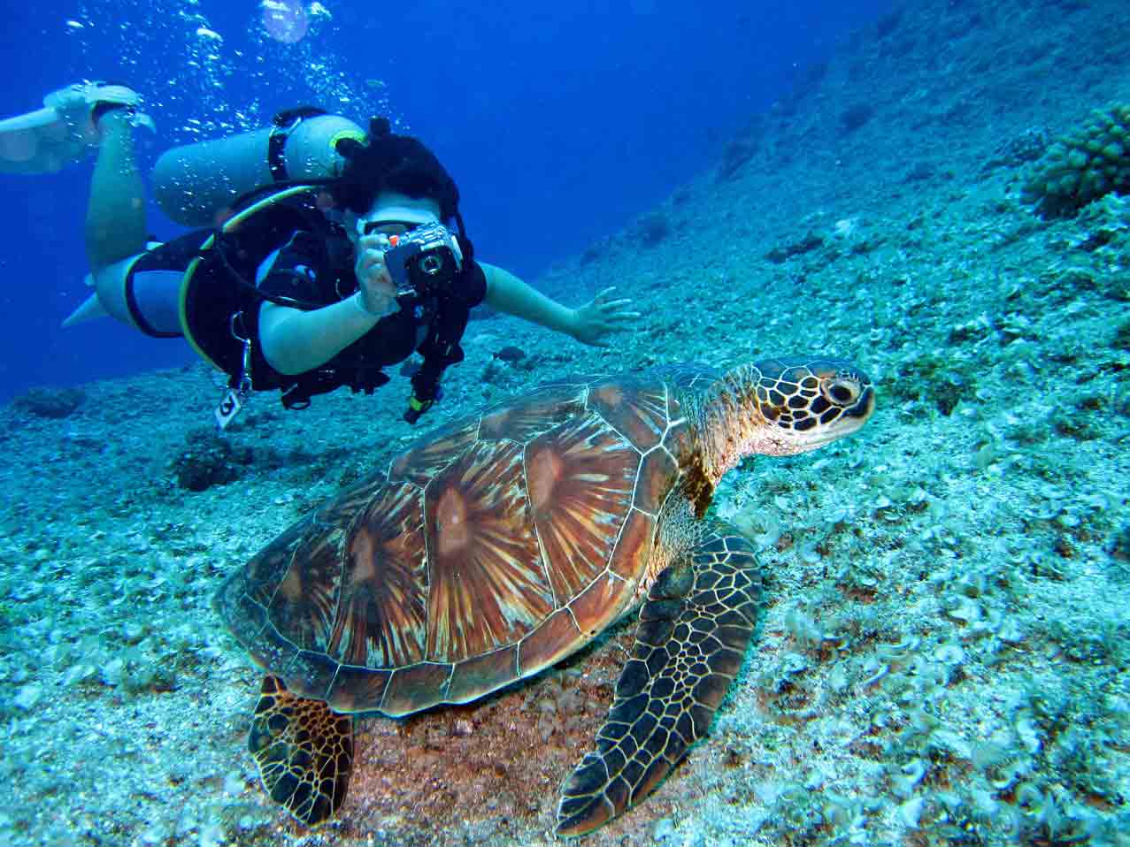 scuba diving with turtle
