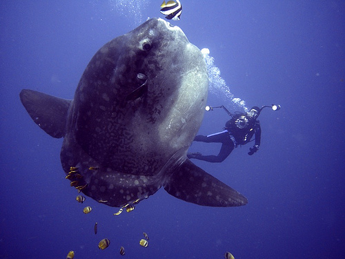 diver with mola mola