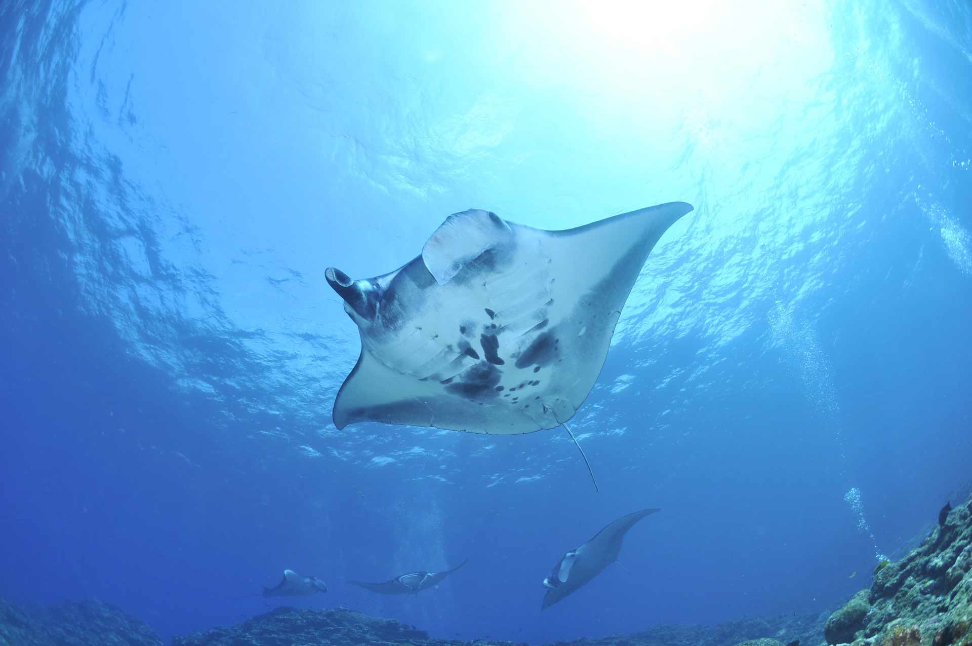 diving manta rays