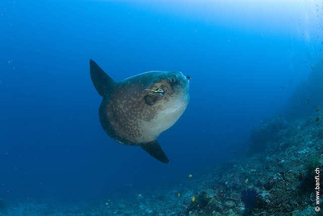 dive sites nusa penida