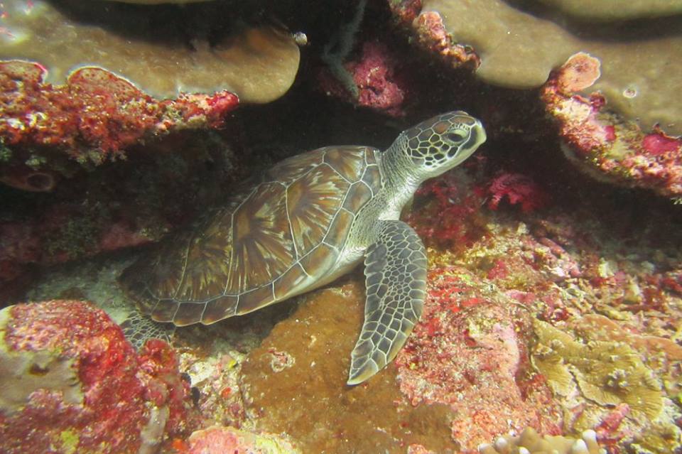 Turtle in Tulamben