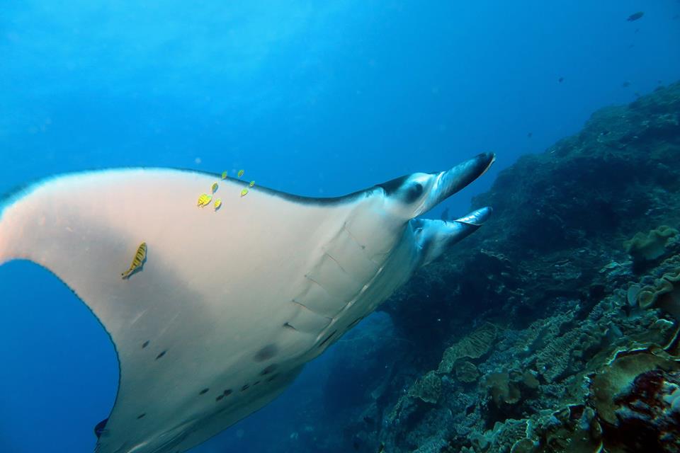 Manta Rays Bali Nusa Penida