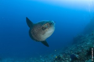 Ocean Sunfish, Mola Mola, Crystal Bay, Nusa Penida, Bali Island, Indonesia, Pacific Ocean