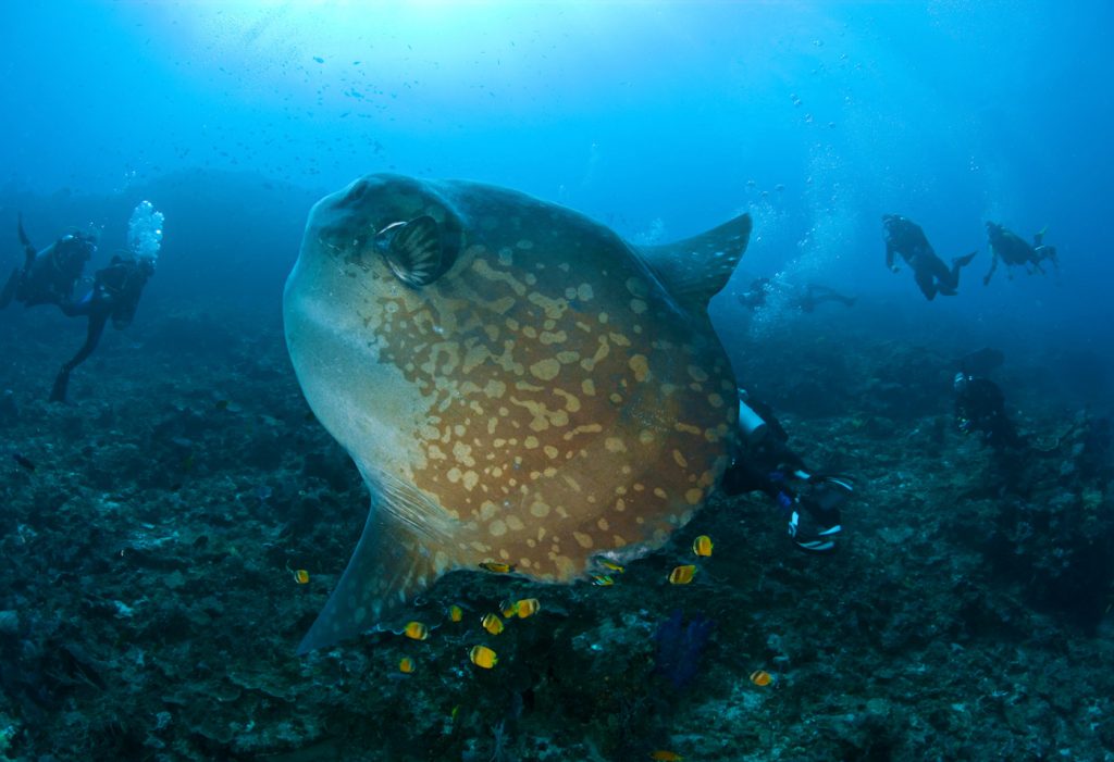 Mola Mola Bali - B