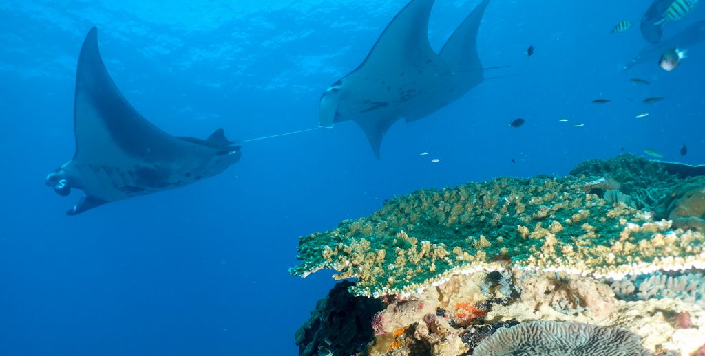 5 Things You Should Know About Diving Bali