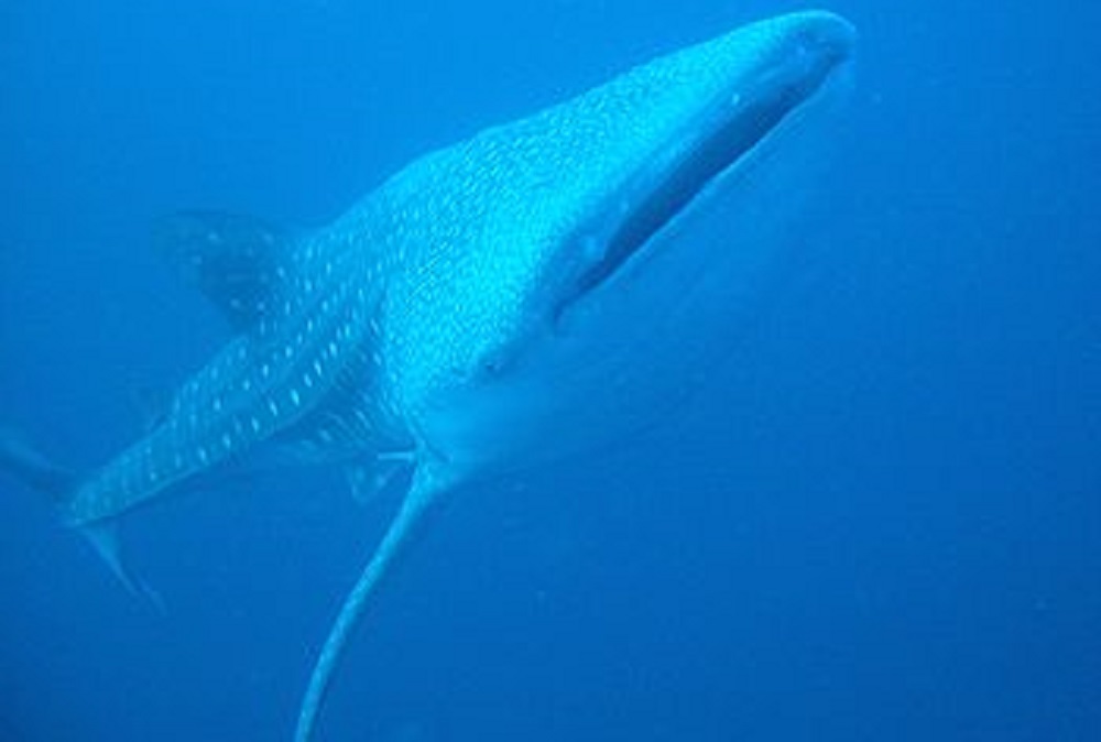 Whale Sharks in Nusa Penida Bali