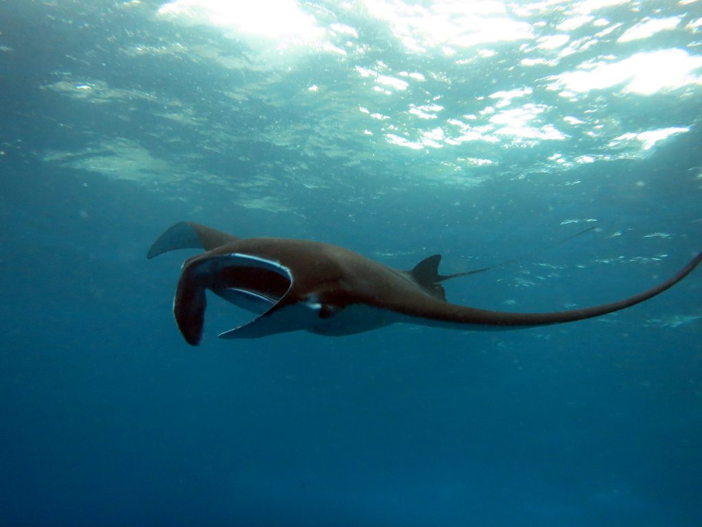 A quick guide for divers wanting to explore the underwater paradise in Nusa Penida