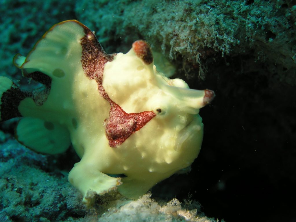 Frog Fish Bali - Blue Season Bali