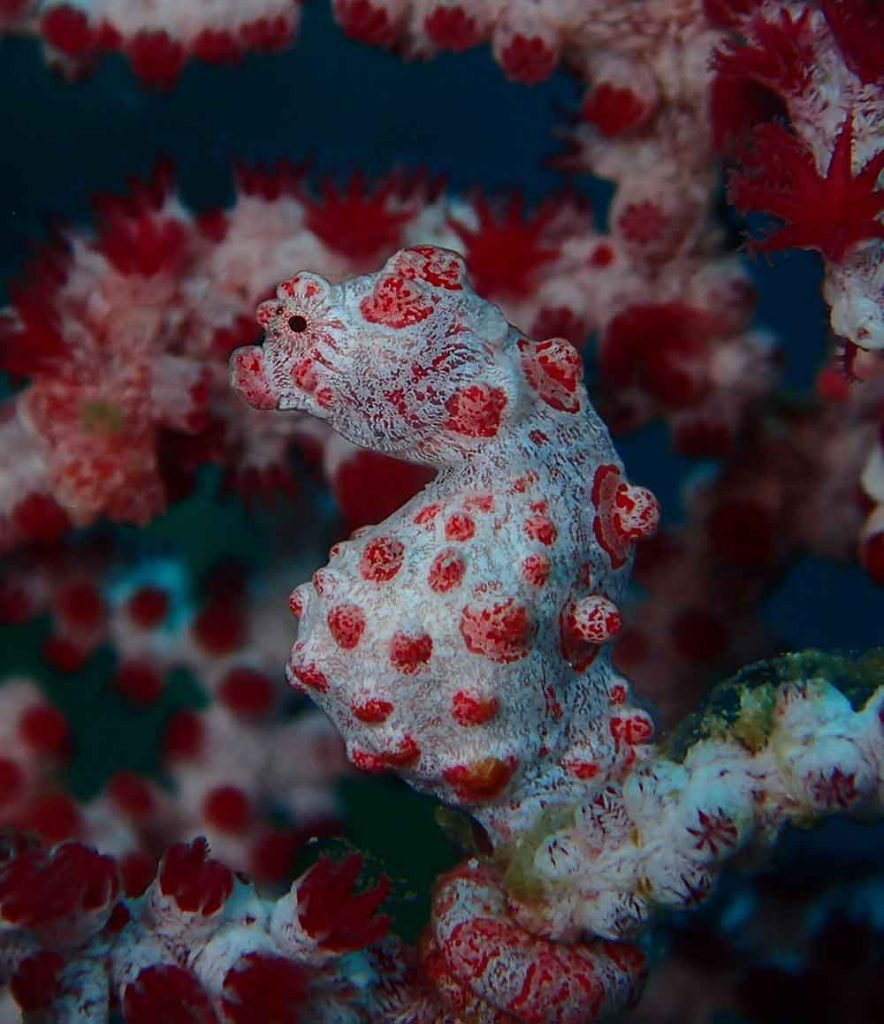 Pygmy Seahorse Bali