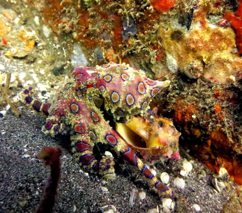 Blue Ring Octopus Padang Bai Bali
