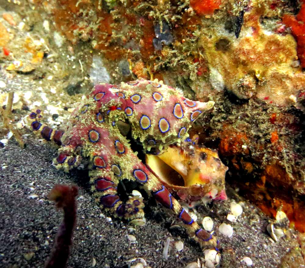 Blue ring octopus